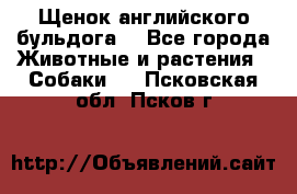 Щенок английского бульдога  - Все города Животные и растения » Собаки   . Псковская обл.,Псков г.